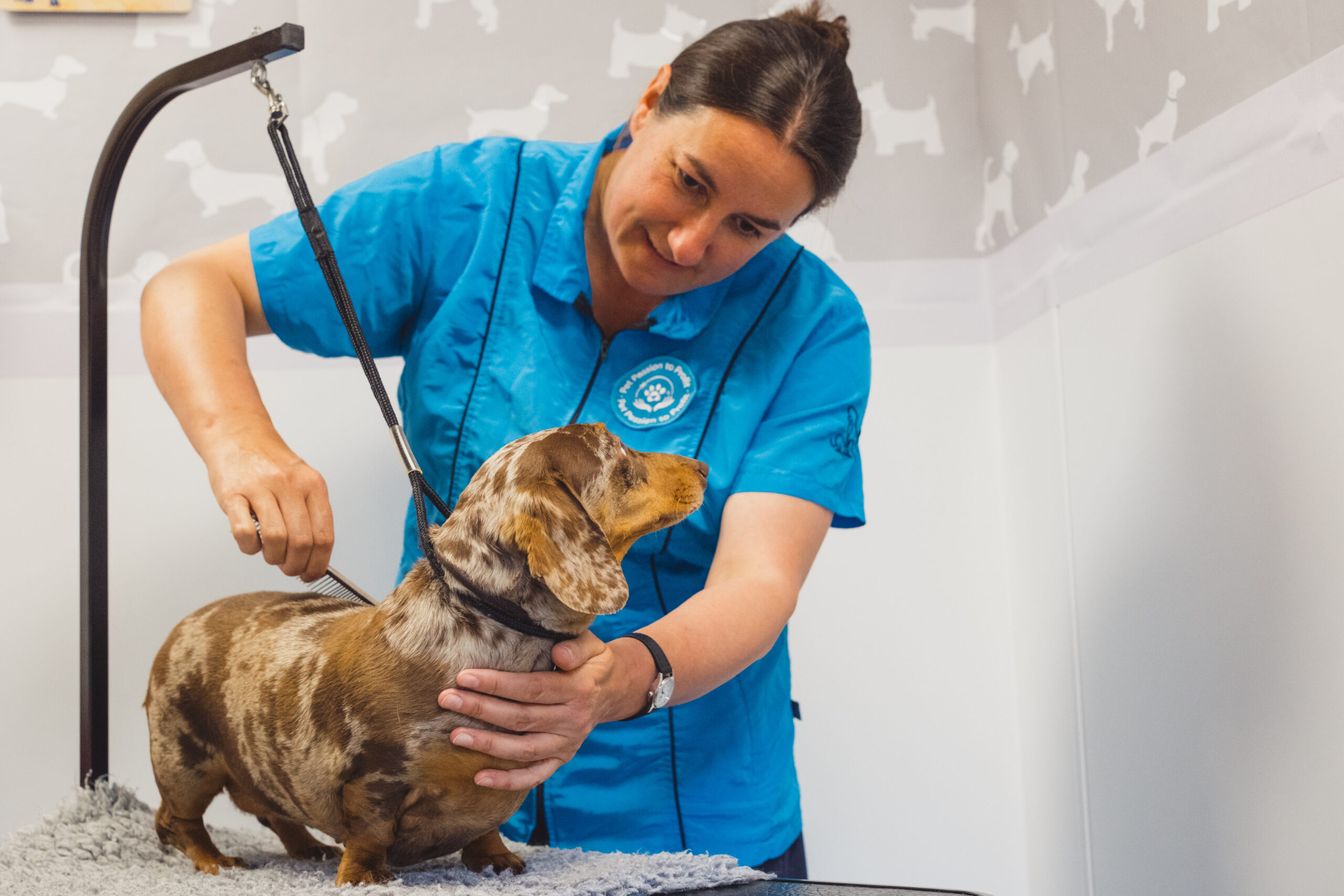 A-Z animal care case study